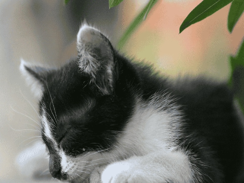 泰国试管婴儿检查费用（试管成功前准备）